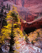 Taylor Creek Grotto, Kolob Canyon, Zion National Park, Utah (4x5)